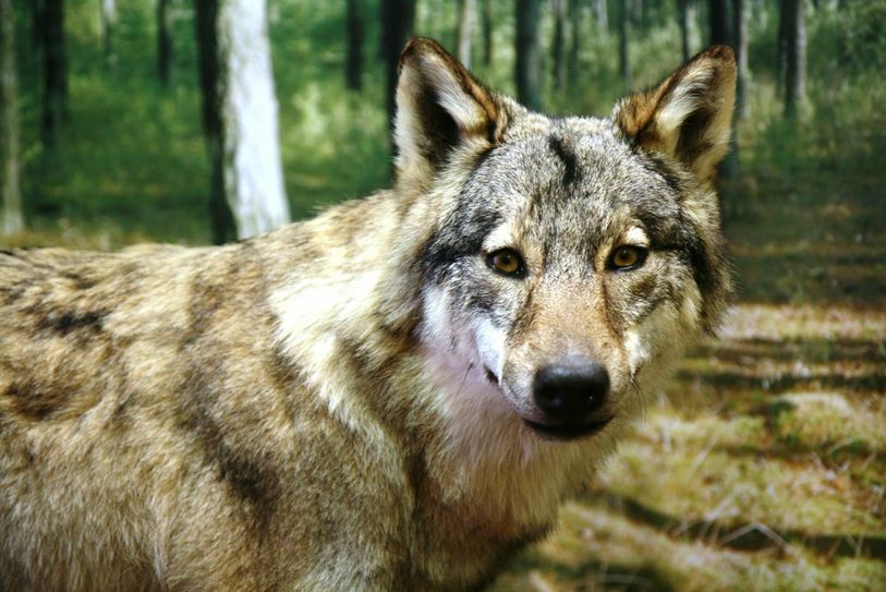 So nah kommt uns der Wolf selten. Foto: Archiv
