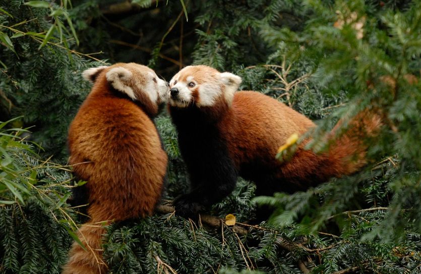 Bei der Auktion winkt eine „Rendezvous“ mit den roten Pandas. Foto: www.zoo-goerlitz.de