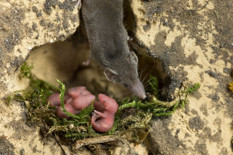 Etruskerspitzmaus mit Nachwuchs. Foto: Axel Gebauer