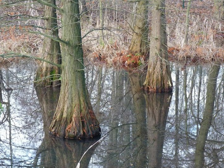 Typisch für den Tertiärwald sind Sumpfzypressen.