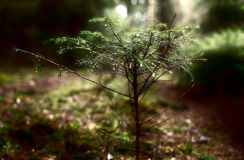 Die Filme im Waldkino Hammer haben einen direkten oder indirekten Bezug zu Nachhaltigkeit, zum Wald und Umgang mit der Natur.