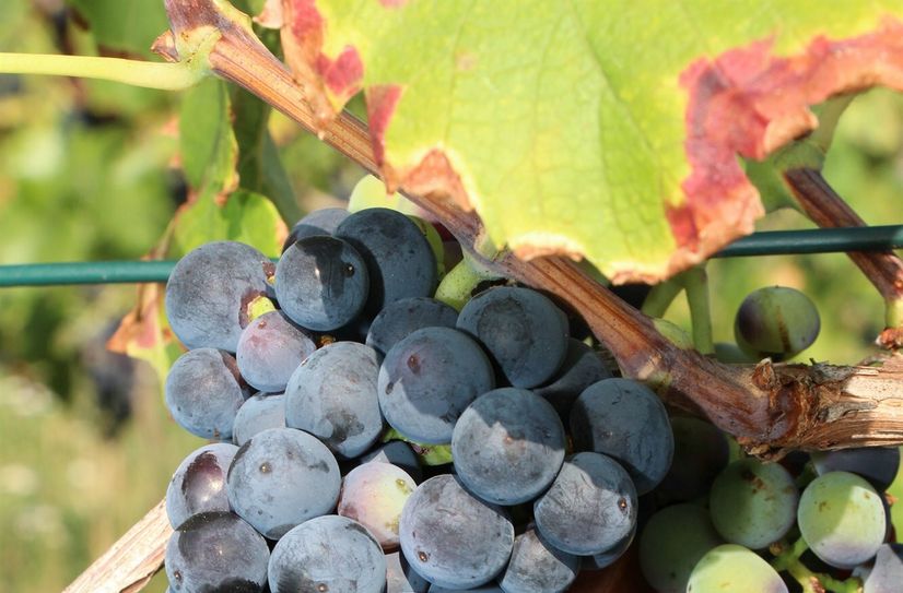 Aus Trauen entsteht der herrliche Wein.