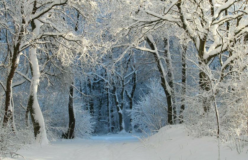 Vielerorts in den Wäldern liegen auf den Bäumen noch erhebliche Schneemengen. Die Gefahr für Schneebruch ist groß. Foto: cocoparisienne