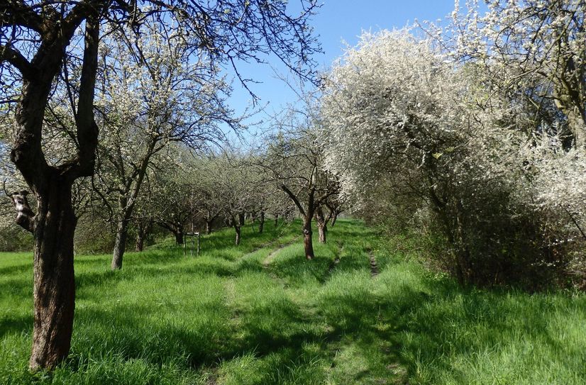 Die Schönheit der Streuobstwiesen im Raum von Kreischa-Possendorf entdecken.
