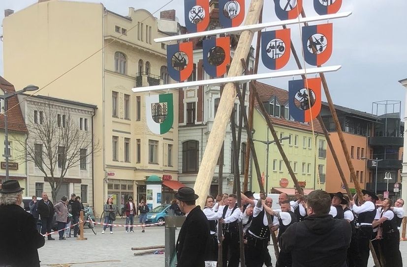 26 Zimmerer richten den Maibaum in Finsterwalde mit Muskelkraft auf. Foto: Kreishandwerkerschaft  Elster-Spree/Mario Kuhla