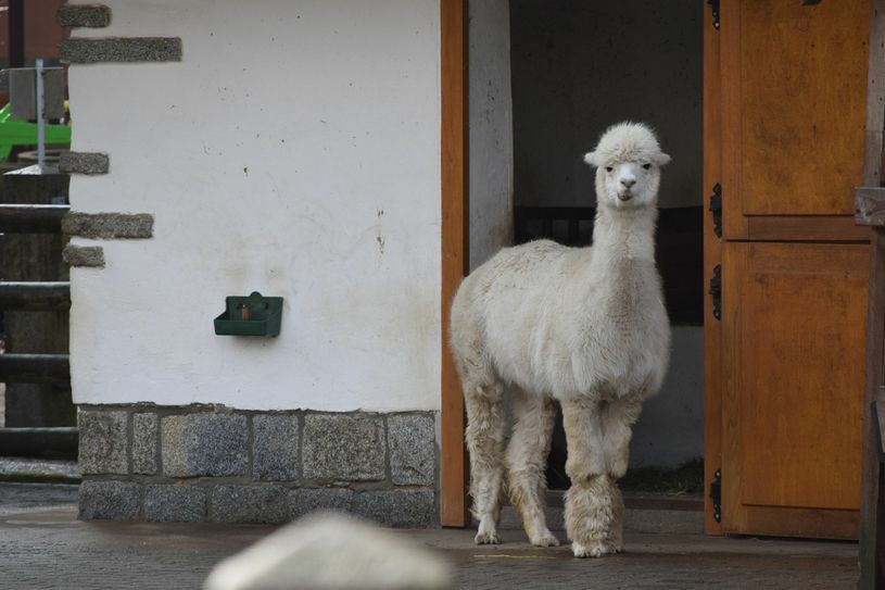 Der Tierpark in Bischofswerda öffnet ab 15. März wieder. Foto: spa