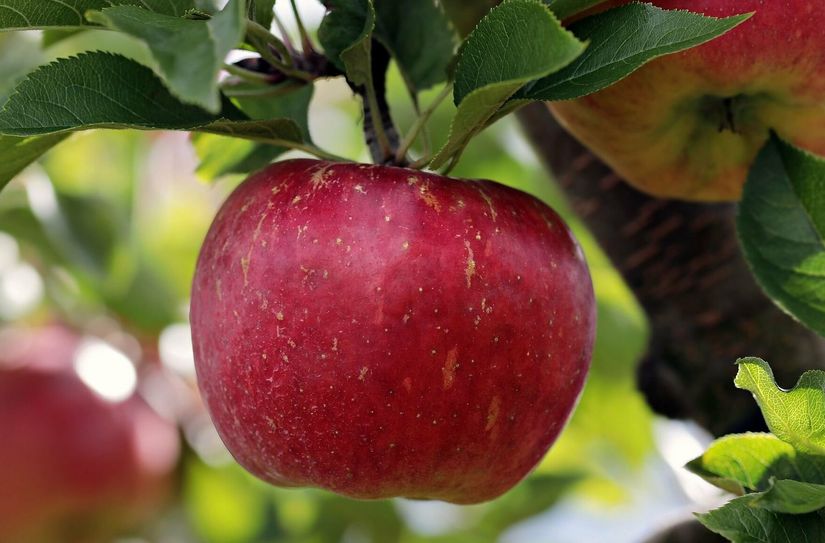 Lecker, so ein Apfel.