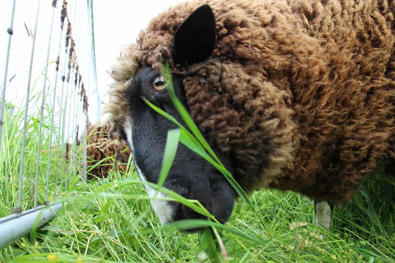 Schafe sind seit tausenden von Jahren gern gehaltene Nutztiere des Menschen. Foto: sts