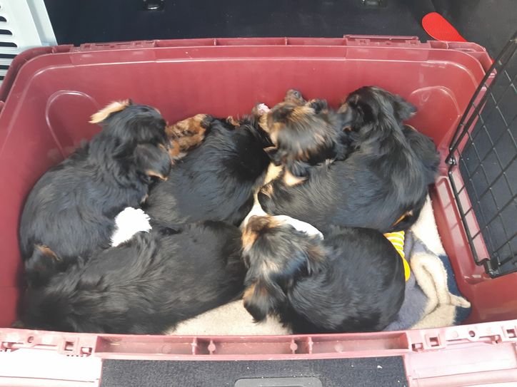 Hundewelpen gerettet / Fotos: Polizeidirektion Dresden