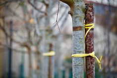Fünf neue Winterlinden werden als Ersatzplanzungen im kommenden Jahr gesetzt. Foto: pixabay