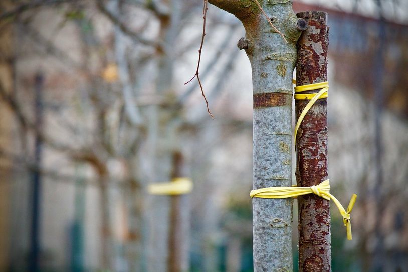 Fünf neue Winterlinden werden als Ersatzplanzungen im kommenden Jahr gesetzt. Foto: pixabay