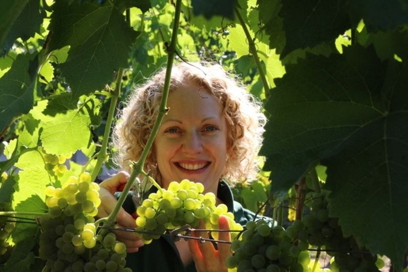 Christiane Spieler, Kellermeisterin im Schloss Wackerbarth schneidet die Solaris Trauben, die Ende August als Federweißer schon angeboten werden. Foto: Lindackers