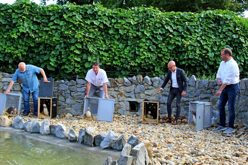 Sie durften die Pinguine aus Halle aus ihren Transportkisten herauslassen: Vorsitzender der Zoofreunde Karsten Bormann, Zooleiter Eugéne Bruins, Wolf-Thomas Hendrich, Geschäftsführer der VBH und Arthur Kusber Geschäftsführer der Zoo, Kultur und Bildung gGmbH (v.l.n.r.). Fotos: Silke Richter