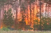 Wald in Flammen