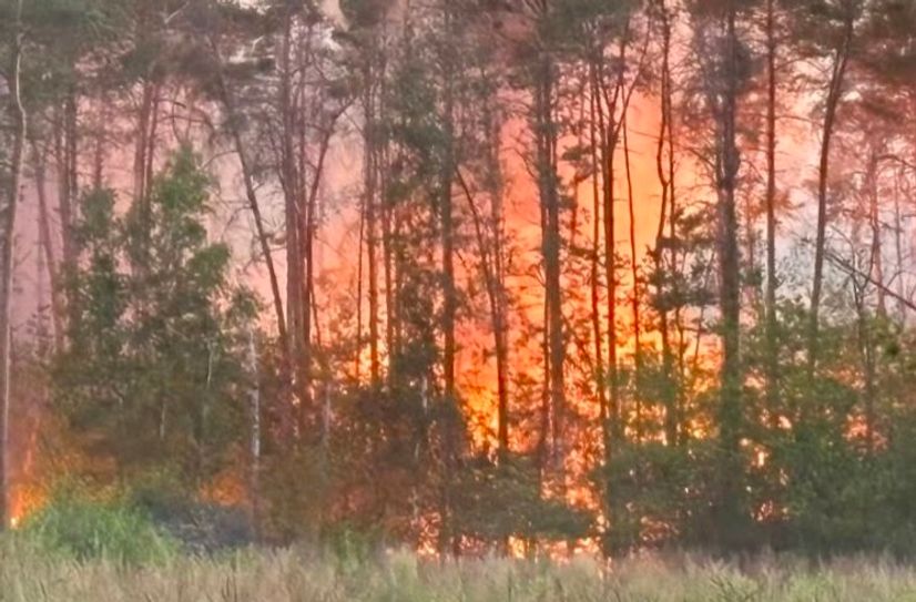 Wald in Flammen