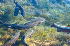 Das Bündnis AquaTech Lausitz setzt auf Aquakulturen – nicht nur in der Fischzucht, sondern auch für die Gesundheitswirtschaft und Naturstoffchemie. Foto: Pixabay
