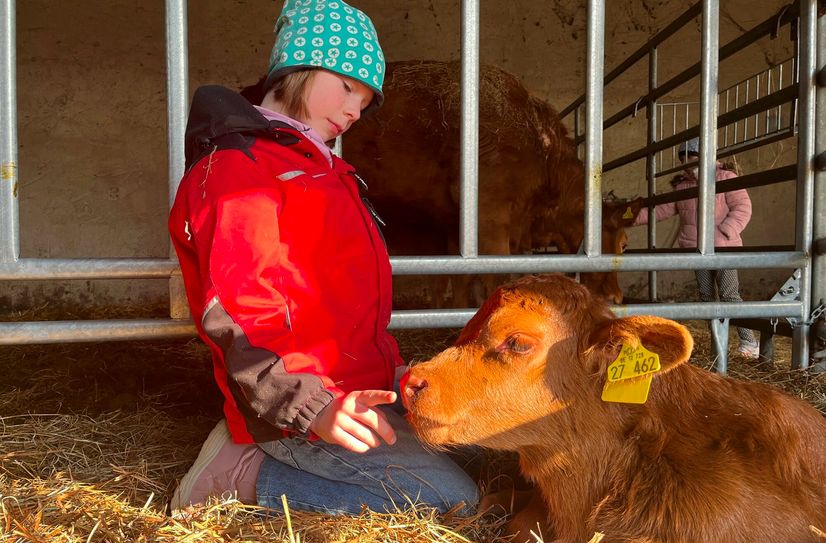 Während des Hoffestes bei Domins im Rahmen der Brandenburger Landpartie kann man den Tieren ganz nah sein und auch versuchen, eine Kuh oder ein Kalb zu streicheln.