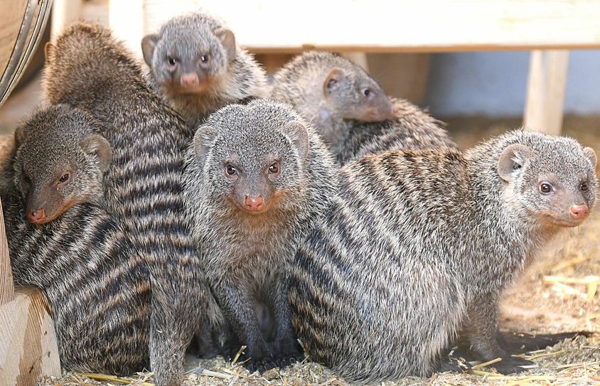 1,2,3,... viele Zebramangusten im Görlitzer Tierpark. Foto: C. Hammer