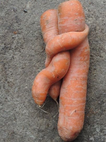 Umarmende Möhren (Foto: Klaus Lange)