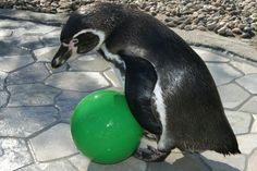 Das Training für den Pinguin hat begonnen: Flocke macht sich mit dem Ball bereits vertraut. Foto: Spreewelten GmbH