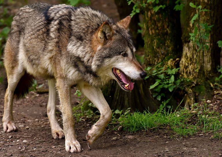 Ein Wolf streift durch Görlitzer Umland.