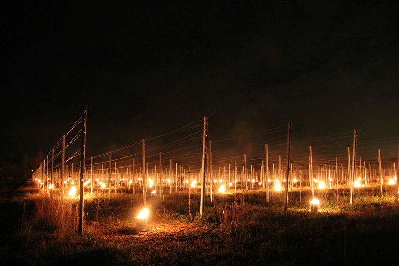 Weinbergsfeuer zum Schutz einer Mucaris-Junganlage. Fotos: Schloss Wackerbarth