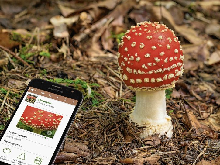 Was die App so alles weiß: Der rote Hut mit den weiß getupften Hüllresten sind typische Merkmale des Fliegenpilzes. Foto: Daniel Schuster, Andreas Kunze