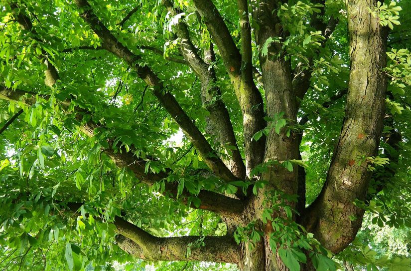 Durch die Trockenheit kommt es immer wieder zu Astabbrüchen, auch bei völlig gesunden und belaubten Ästen. Besonders betroffen sind Eichen, Pappeln und Kastanien.