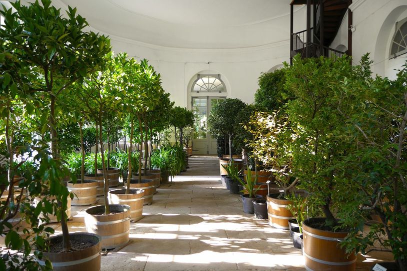 Kübelpflanzen in der Orangerie. Fotos. SSBS
