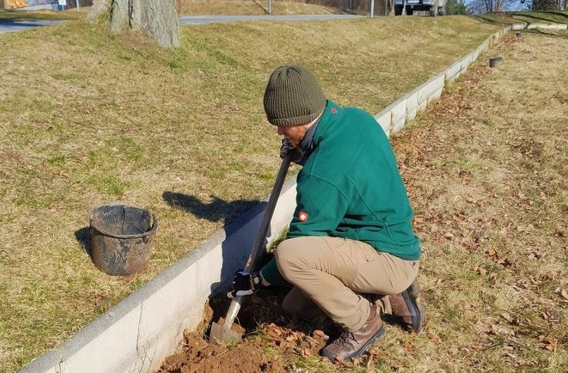 Nationalparkranger Alexander Nestler gräbt am permanenten Schutzzaun in Ostrau Eimer ein, die als Auffangbehältnis für Amphibien dienen.