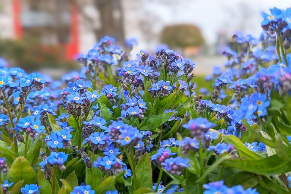 Leuchtend blaue Blütenpracht der Vergissmeinnicht-Pflanzen an der Chemnitzer Straße im Stadtteil Weida soll für den Umgang mit Demenz sensibilisieren.