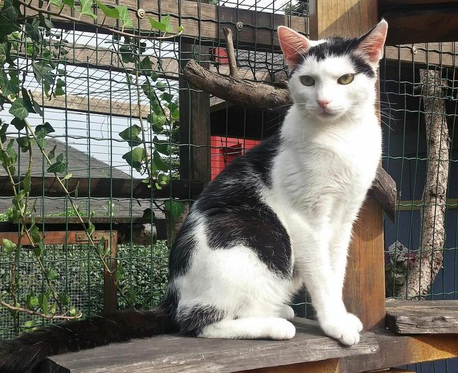 Ich bin doch ein schicker Kater, oder? Foto: Katzenhaus Luga