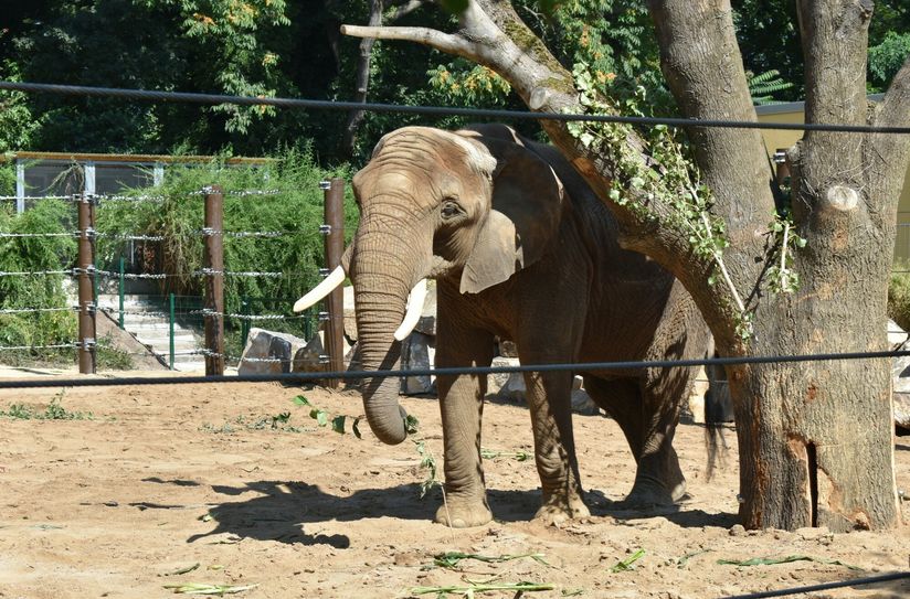 Schubbern ist eine der Lieblingsbeschäftigungen der Elefanten, es dient der Hautpflege. Fotos: Schiller