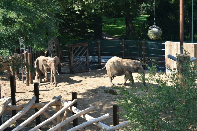 Als erste betrat Sawu (re.) die neue Außenanlage, danach folgte Drumbo.