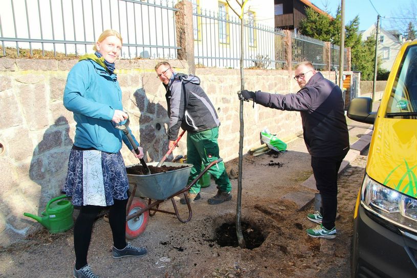 Stadtplanerin Bianca Schöne aus dem Bauverwaltungsamt bereitet mit Mitarbeitern der Baumschule Tamme die Pflanzung des neuen Lindenbaumes in der Heinrich-Freitäger-Straße vor.