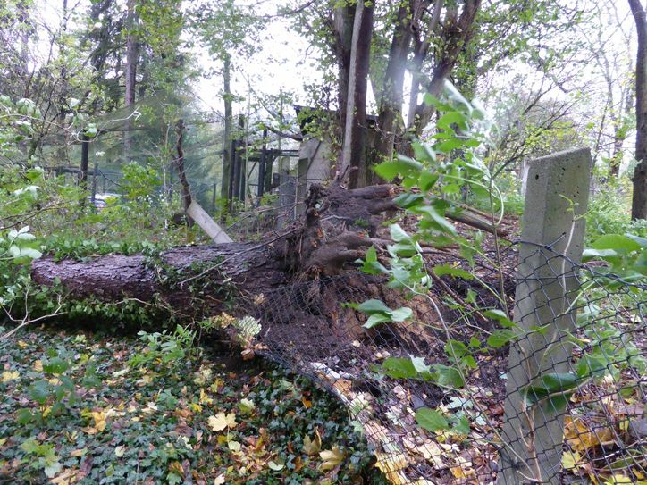 So wütete der Sturm im Tierpark. Fotos: www.zoo-goerlitz.de, S.Hammer