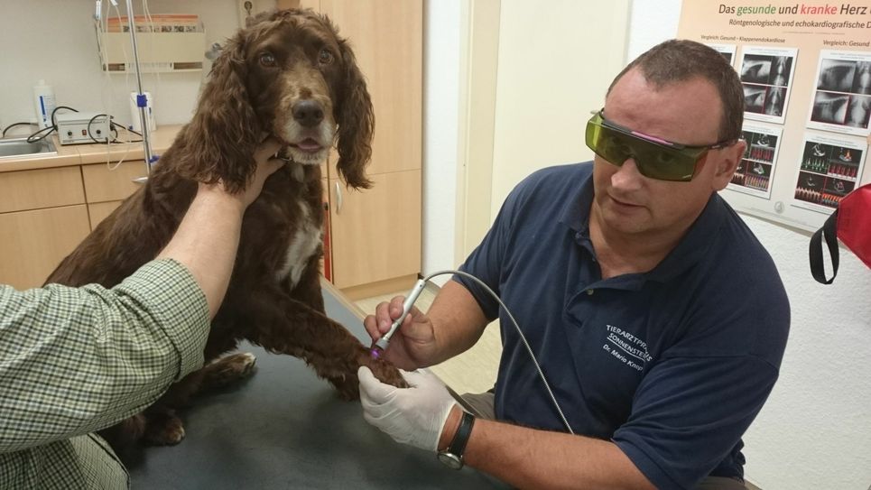 Bei diesem Hund wendet Dr. Knop die Lasertherapie  an, wie man sieht, der Vierbeiner  ist entspannt.    Foto: privat
