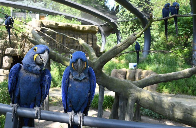In seinem "Aralandia" hat der Zoo Wuppertal einen Wohlfühlort für Hyazintharas geschaffen.