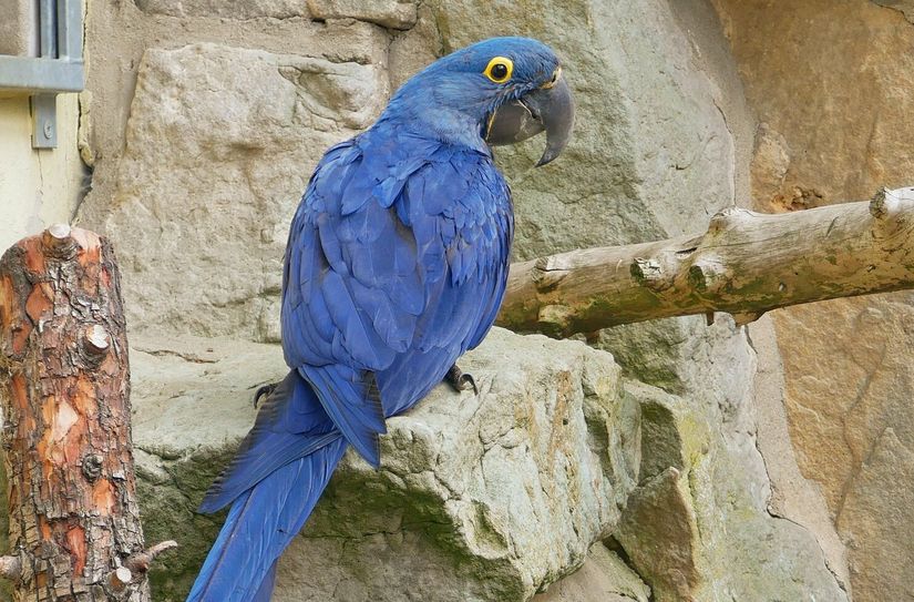 Hyazinthara-Dame Rosita ist im Hoyerswerdaer Zoo aufgewachsen. Jetzt ist sie nach Wuppertal umgezogen.