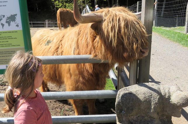 Gerade geboren und schon Liebling der Kinder: die Minirinder Highlander.