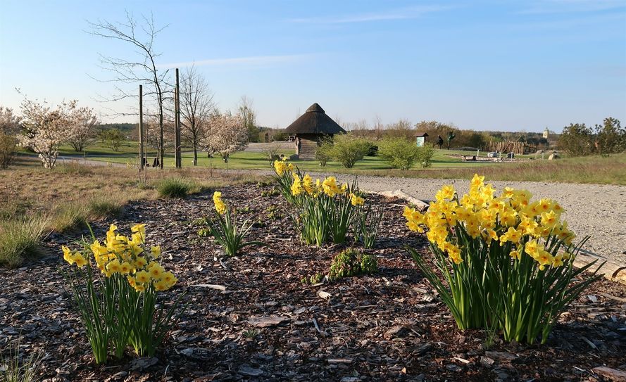 Frühlingsboten im Findlingspark.
