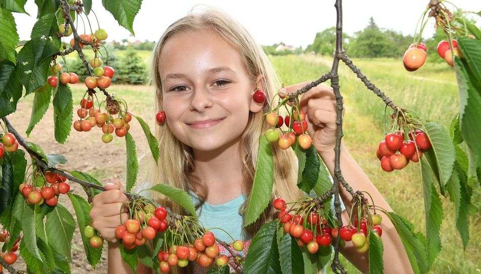 Auf den Streuobstwiesen rund um Döllingen und Hohenleipisch leuchten die ersten Süßkirschen in der