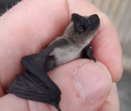 Die in der Johannstadt gefundene Alpenfledermaus.
