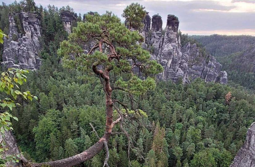 Ausblicke wie dieser über den Nationalpark bietet ein Rundgang über die Brücken und Stiegen in der Felsenburg Neurathen nahe der Bastei.