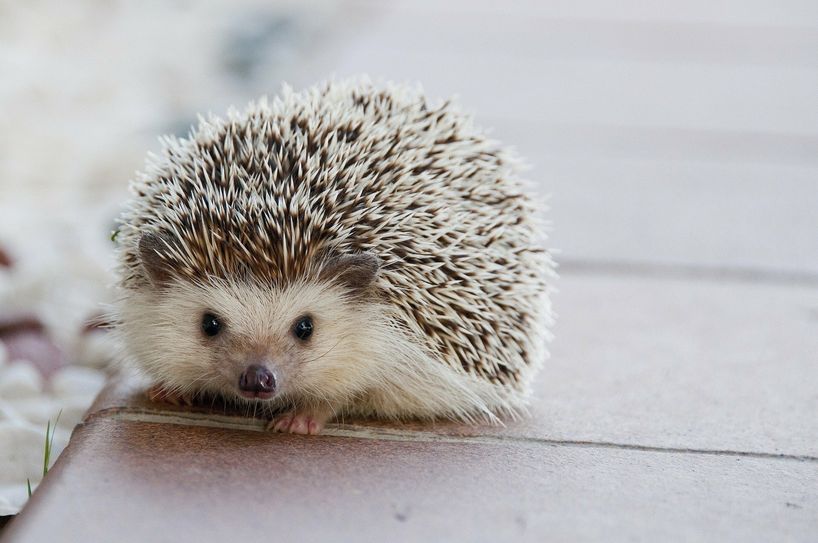 Kleine Igel brauchen manchmal sehr viel Hilfe. Die bekommen sie im Verein Radebeuler Igelhilfe e.V. Foto: pixabay
