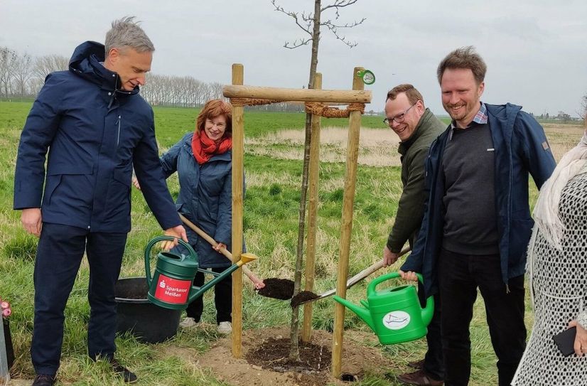Die erste Pflanzung im Wettbewerb 100 Bäume für das Elbe-Röder-Dreieck ist erledigt: Herr Höhn (Sparkasse Meißen), Frau Fischer (Lorenzkirch MITEINANDER e.V.i.G.), Herr Dr. Pollmer (BM Zeithain) und Sebastian Wünsch (Elbe-Röder-Dreieck e.V.) pflanzen eine Erle in Lorenzkirch.