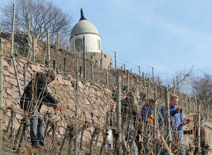 Hier lernen die Azubis die schwierige Arbeit der Winzer im Weinberg kennen.          Foto: Junge