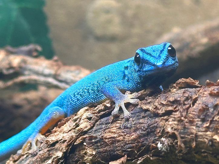 Seit 2024 hält der Naturschutz-Tierpark Görlitz auch ein Paar des Himmelblauen Zwergtaggeckos.
