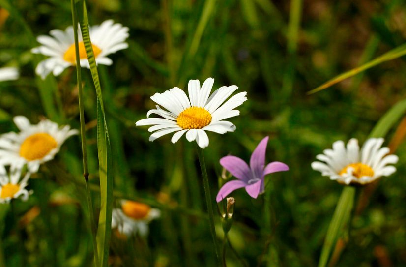 Es wird wieder die schönste Wiese gesucht.