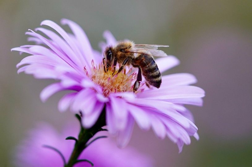 Wer den Zoo in Hoyerswerda mit einer Spende unterstützt, bekommt als Dank eine Samen-Tüte. Die Samen sind speziell auf die Bedürfnisse von Wildbienen und heimische Insektenarten zugeschnitten ist. Foto: pixabay